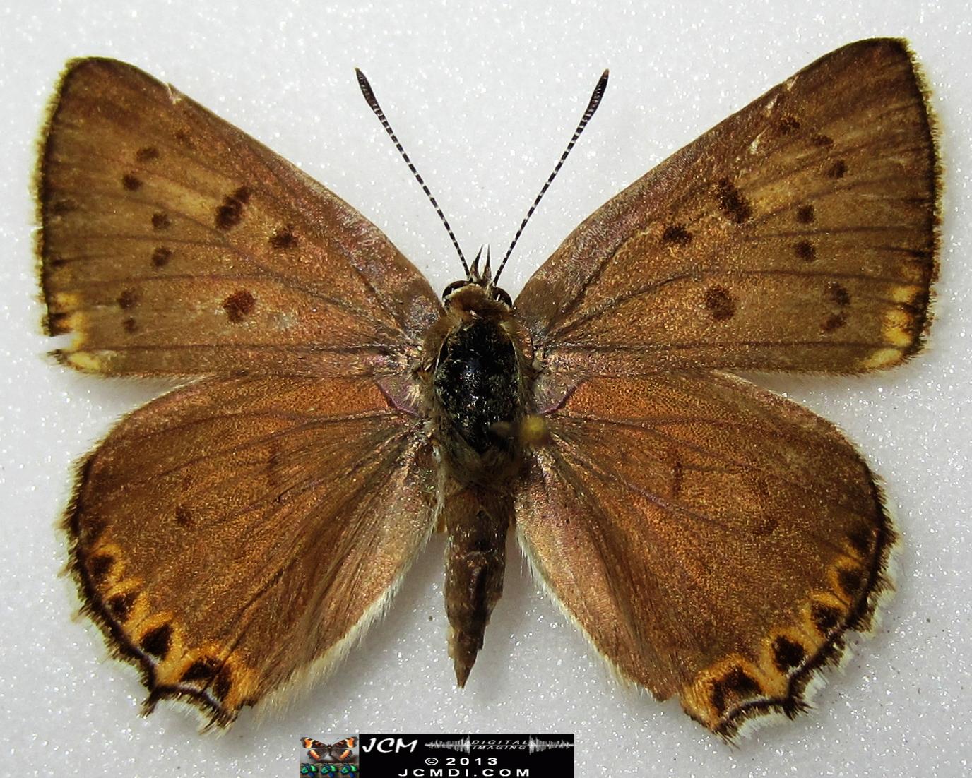 Lycaena xanthoides xanthoides (Great Copper) images